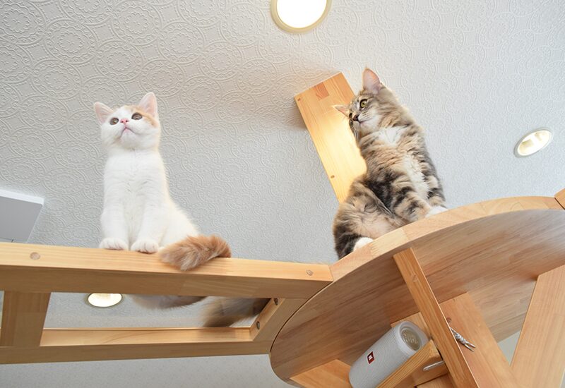 間取り・動線のポイント解説