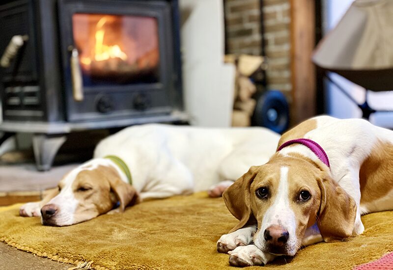 雪国× ペット暮らしの工夫